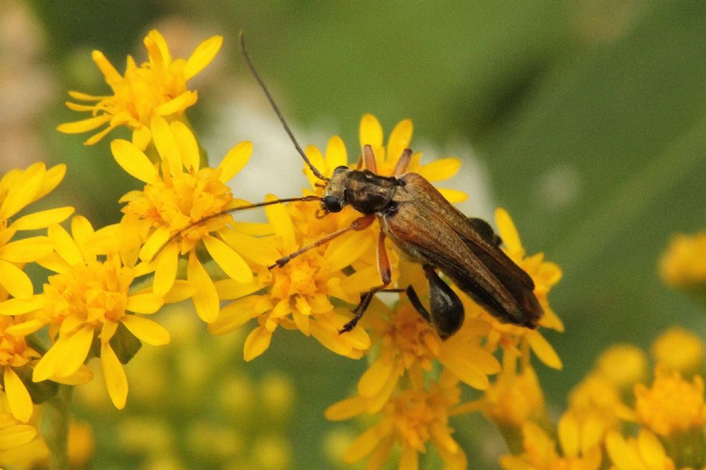 Oedemera podagrariae maschio e femmina